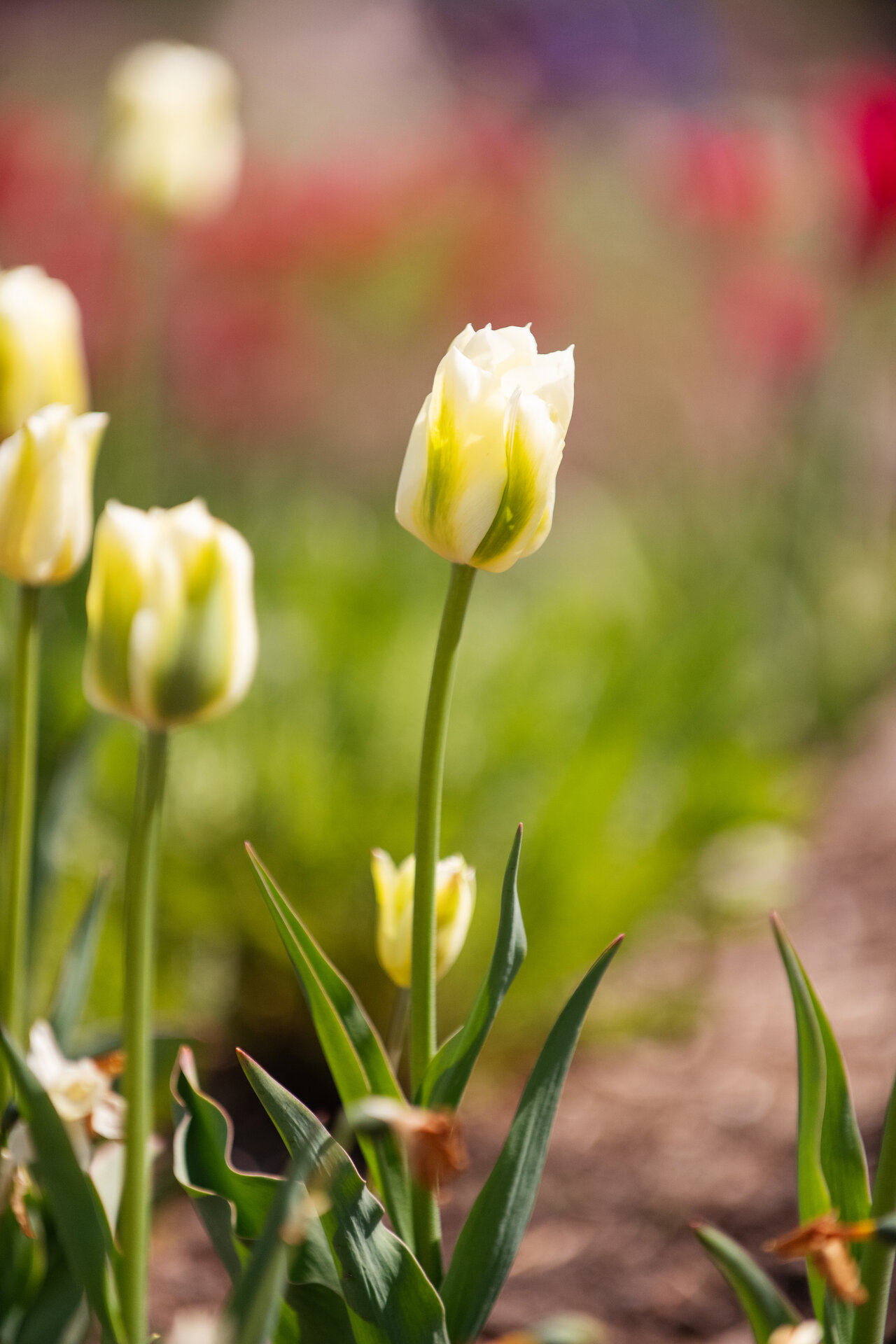 Tulipa viridiflora 'Spring Green'